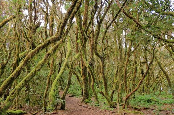常绿植物雨林采用加拉霍奈峰国家的公园