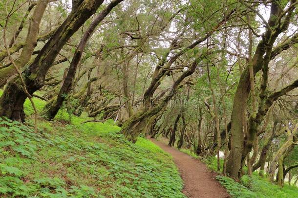 常绿植物雨林采用加拉霍奈峰国家的公园