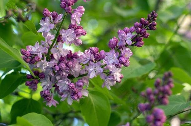 紫丁香属的植物寻常的紫罗兰紫色的开花灌木,组关于有香味的