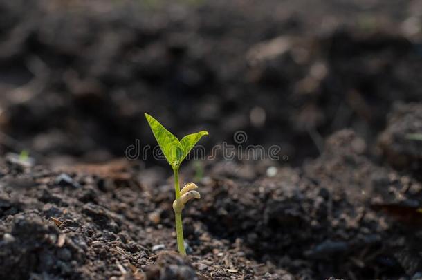 刚出芽的幼苗是生长的从肥沃的泥土.生态学概念