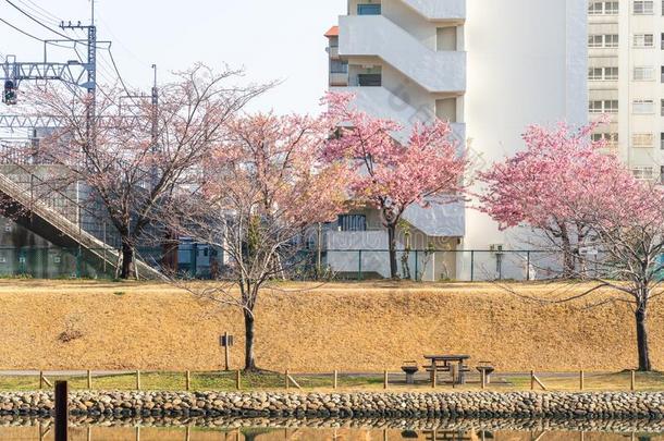 老的中川<strong>河床</strong>采用黑色亮漆,樱桃花