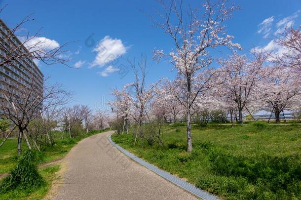 新川河樱桃花采用黑色亮漆东京