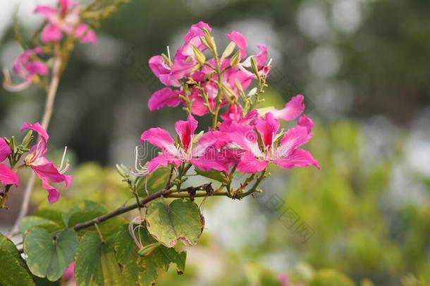 粉红色的花<strong>羊蹄甲</strong>属植物杂色花ing植物豆科植物家庭极好的