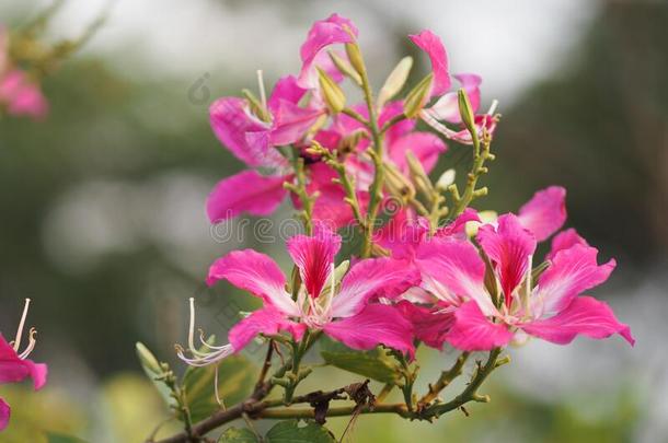 粉红色的花羊蹄甲属植物杂色花ing植物豆科植物家庭极好的