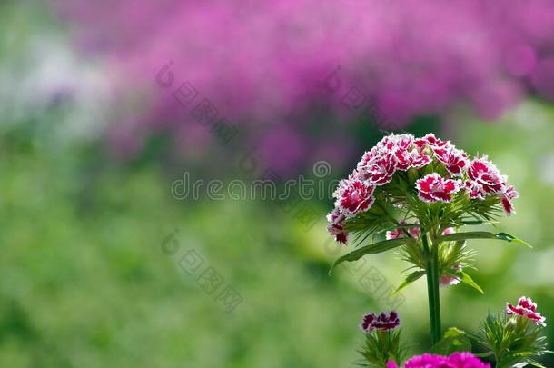 康乃馨花.花采用指已提到的人花园.土耳其的康乃馨.警察