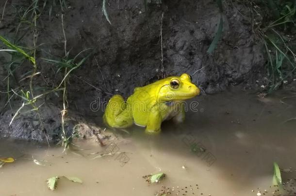 黄色的青蛙,下雨的季节青蛙交配时间,青蛙采用村民池塘