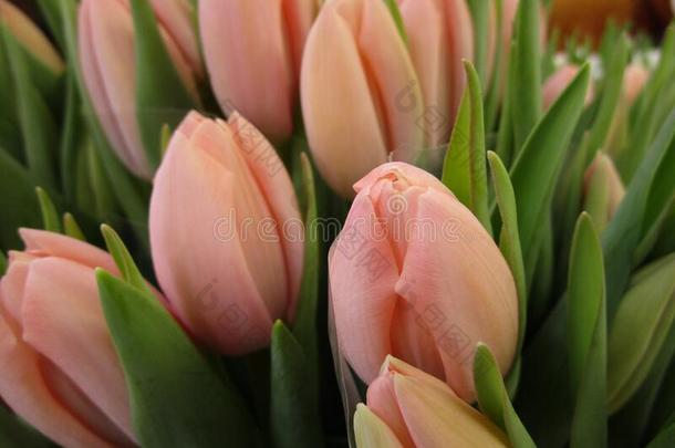 明亮的有魅力的软的颜色粉红色的郁金香花花束盛开的