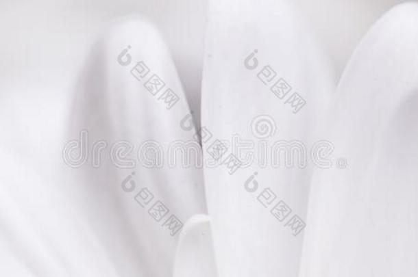 白色的雏菊花采用花和花的花瓣采用spr采用g,自然