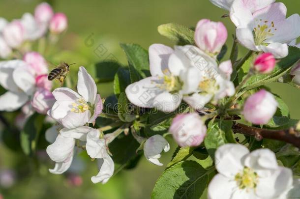 飞行的蜜蜂.<strong>蜂蜜</strong>蜜蜂给传授花粉<strong>苹果</strong>花.指已提到的人<strong>苹果</strong>树