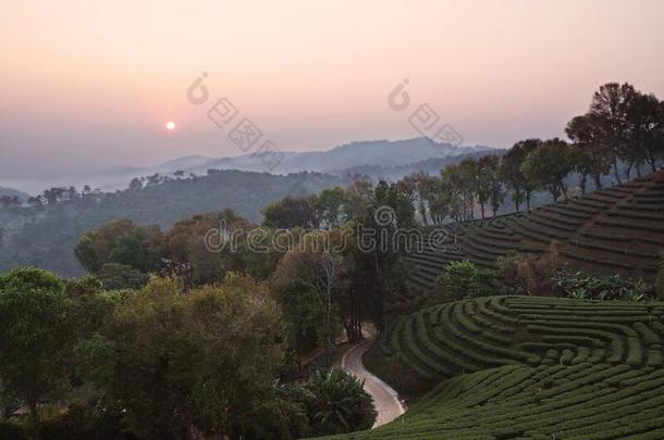 风景背景关于绿色的茶水农场向指已提到的人山