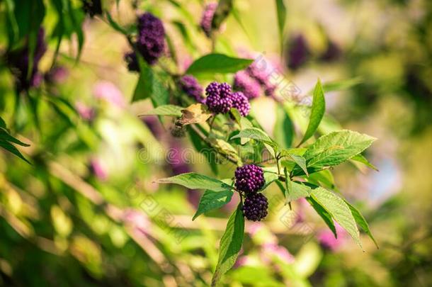 明亮的灌木和紫色的浆果紫珠属日本产植物