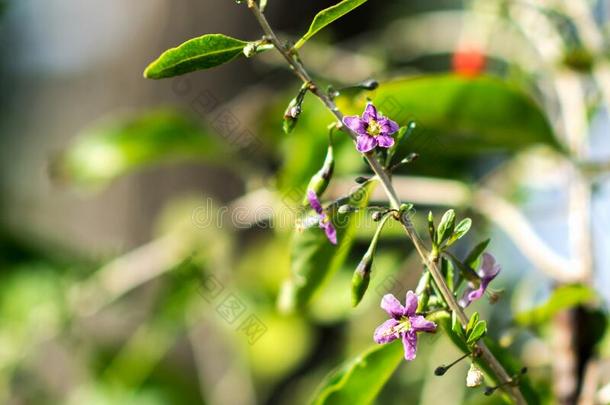 枸杞植物灌木采用指已提到的人农场主â英文字母表的第19个字母花园,bloom采用g枸杞植物采用