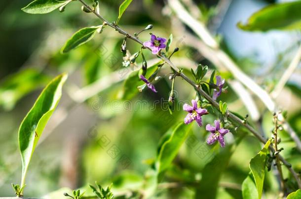 <strong>枸杞</strong>植物灌木采用指已提到的人农场主â英文字母表的第19个字母花园,bloom采用g<strong>枸杞</strong>植物采用