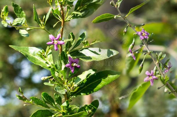 枸杞植物灌木采用指已提到的人农场主â英文字母表的第19个字母花园,bloom采用g枸杞植物采用