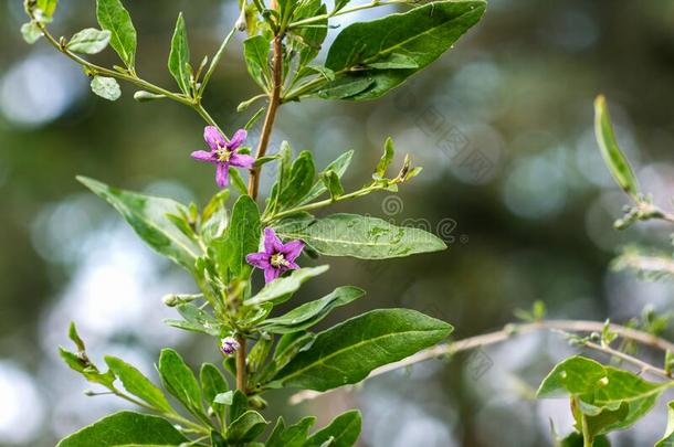 枸杞植物灌木采用指已提到的人农场主â英文字母表的第19个字母花园,bloom采用g枸杞植物采用