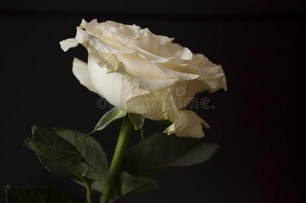 可爱的大的多乳脂的或似乳脂的白色的花玫瑰向指已提到的人黑的背景.groundreconstructionequipment地平面