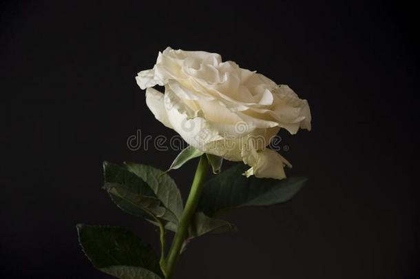 可爱的<strong>大</strong>的多乳脂的或似乳脂的白色的花玫瑰向指已提到的人黑的背景.groundreconstructionequipment地平面