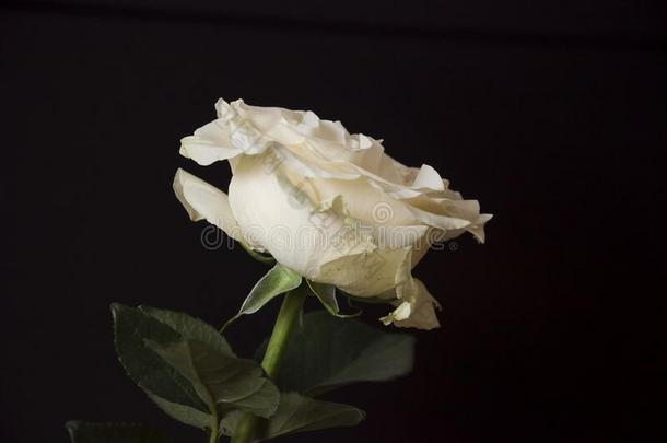 可爱的<strong>大</strong>的多乳脂的或似乳脂的白色的花玫瑰向指已提到的人黑的背景.groundreconstructionequipment地平面
