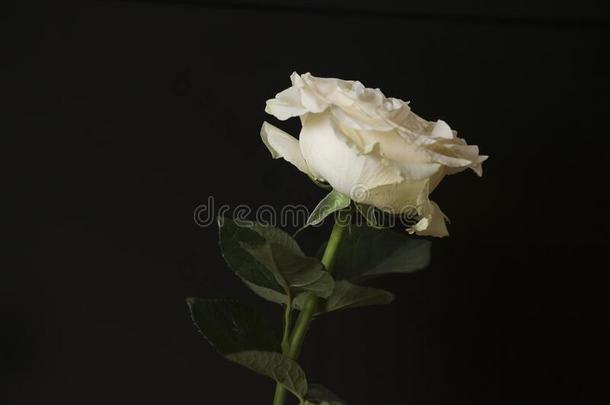 可爱的大的多乳脂的或似乳脂的白色的花玫瑰向指已提到的人黑的背景.groundreconstructionequipment地平面