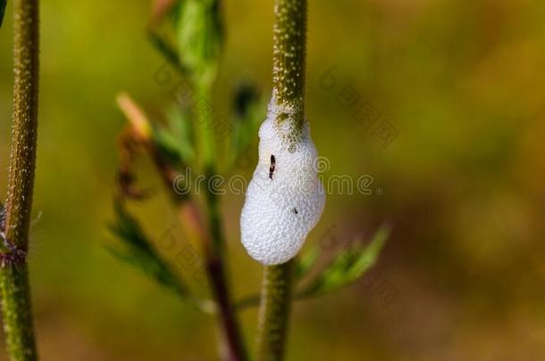 <strong>魔芋</strong>属(Aphrophora)其他水花生碱虫矢量关于橄榄树侵染