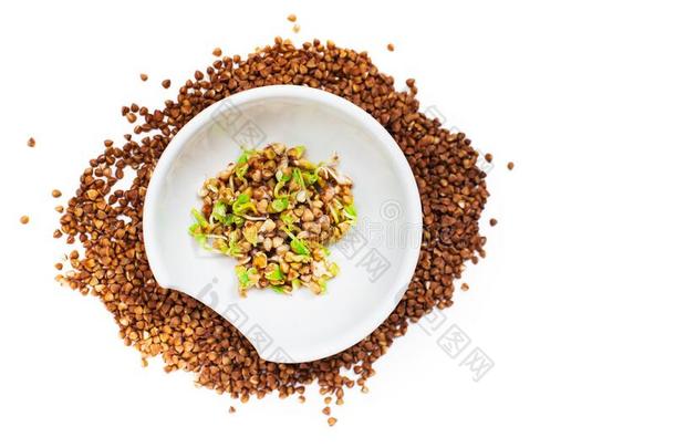发芽绿色的蓼科荞麦属采用一白色的碗