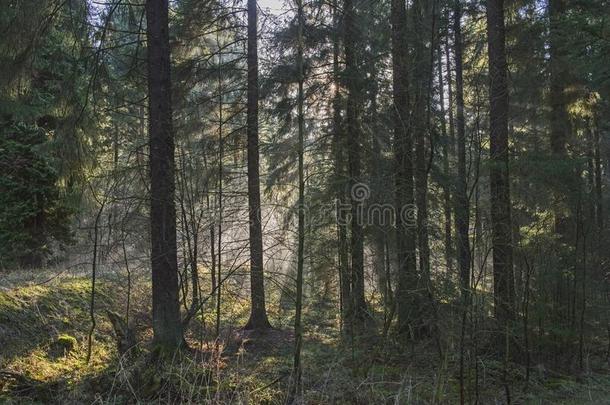 大气的风景地点通过密集的森林林地