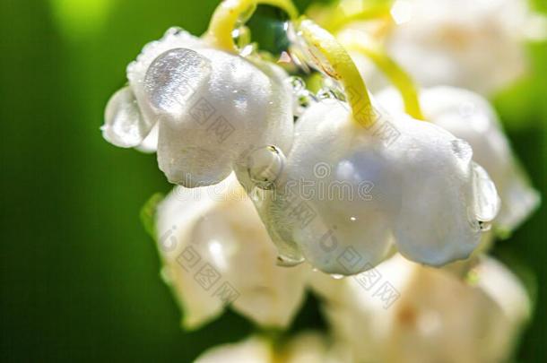 花美丽的嗅觉百合花关于指已提到的人山谷或aux.可以-百合花和落下