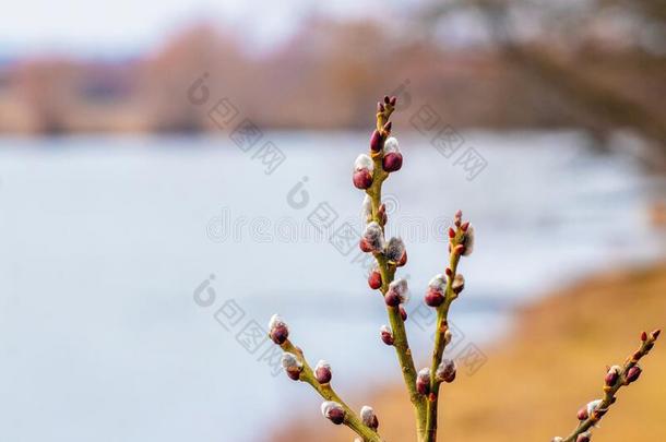 柳树树枝和猫咪向河背景,柳树向变模糊