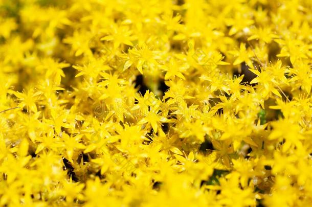 黄色的地毯关于景天属的植物线条花序关于黄色的花