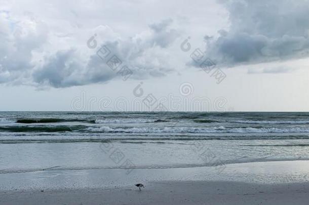 有暴风雨的波和海鸥