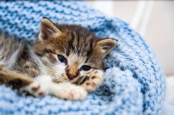 漂亮的小猫产卵数向蓝色毛毯,和蓝色眼睛宽的敞开的厕所