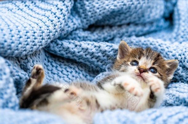 漂亮的小猫产卵数向蓝色毛毯,和蓝色眼睛宽的敞开的厕所