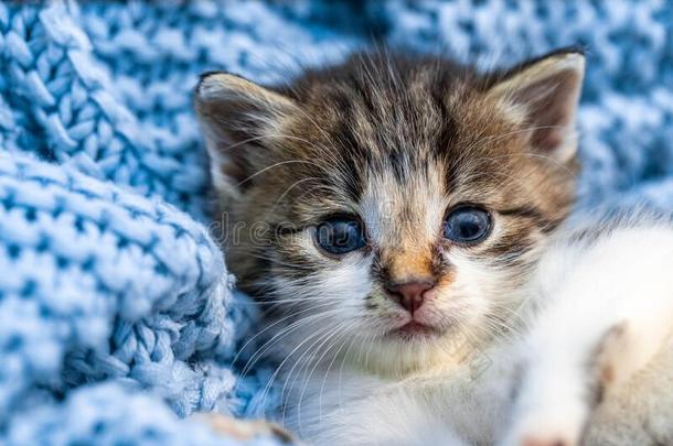 漂亮的平纹小猫令人轻松的向蓝色毛毯,和蓝色眼睛宽的