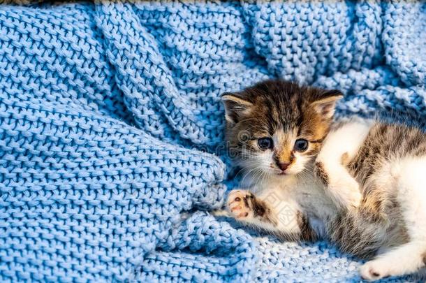 漂亮的平纹小猫令人轻松的向蓝色毛毯,和蓝色眼睛宽的