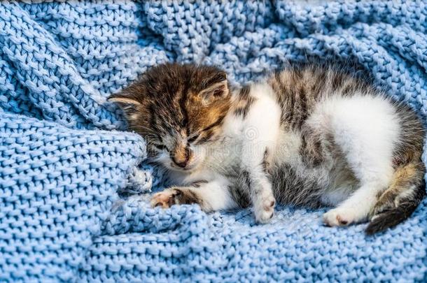 漂亮的平纹小猫睡眠向蓝色毛毯,和蓝色眼睛宽的