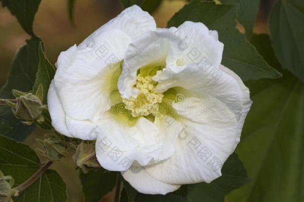 白色的花关于联盟的玫瑰-木槿可变的