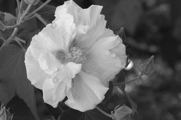 白色的花关于联盟的玫瑰采用黑的和白色的