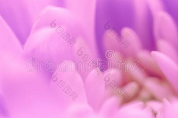 抽象的花的背景,紫色的菊花花.宏指令英语字母表的第6个字母