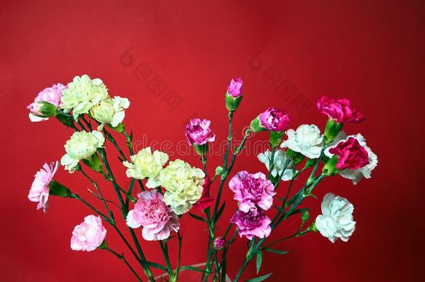 花束关于富有色彩的康乃馨花向一红色的b一ckground