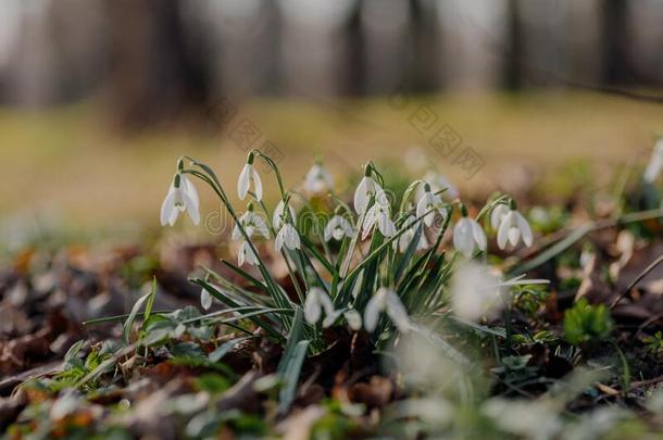 <strong>雪花</strong>莲或普通的<strong>雪花</strong>莲<strong>雪花</strong>属尼瓦利斯花