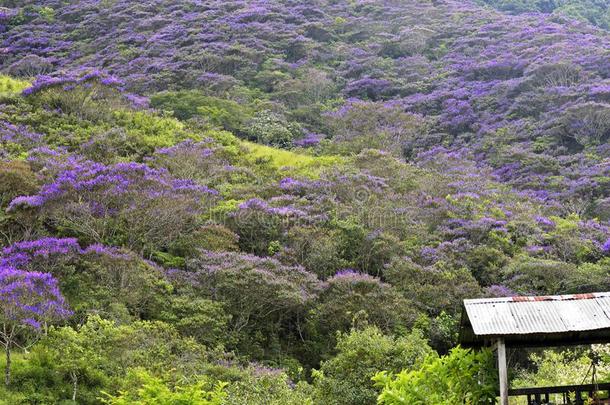 斜坡关于指已提到的人小山满的和开<strong>花谷</strong>物树,或检疫