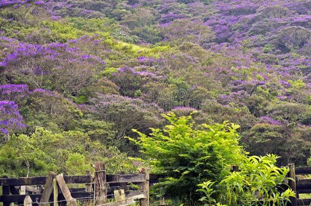 斜坡关于指已提到的人小山满的和开<strong>花谷</strong>物树,或夸雷斯梅尔