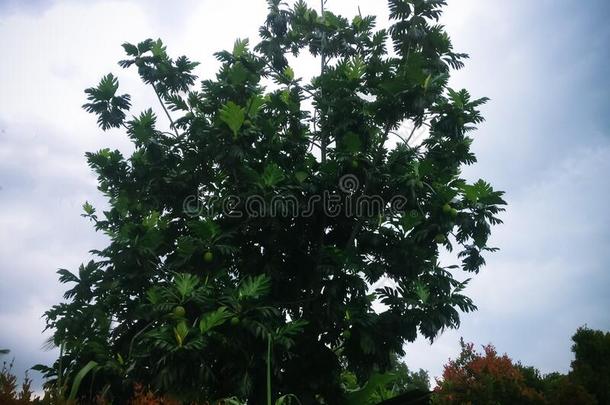 多云的大气向面包果树面包果或木菠萝属阿提利斯树采用Thailand泰国
