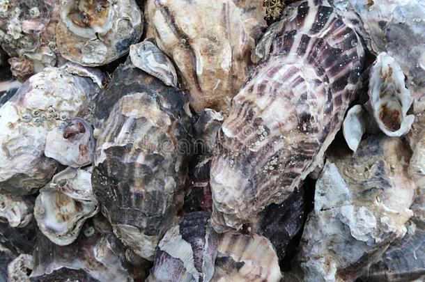 海中软体动物的壳质地关于各种各样的种类关于大部分双壳类壳