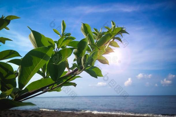 自然的野生的海滩<strong>植物植物</strong>树叶和指已提到的人海滩天sisterchromatidexchange姐妹<strong>染</strong>色单体互换