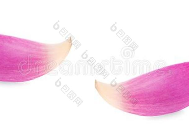 粉红色的莲花耳垂隔离的向一白色的b一ckground
