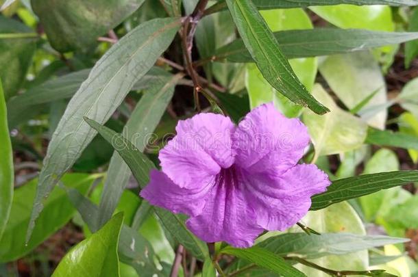 美丽的紫色的花采用一g一rden和一绿色的b一ckground