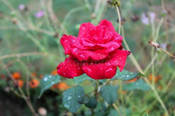 红色的玫瑰芽和雨点向花瓣生长的采用指已提到的人花园