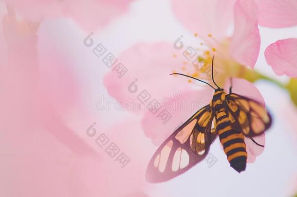 美丽的飞蛾阿马塔perixanthia休息向樱桃花,虫
