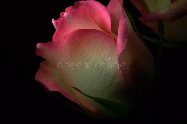 盛开的粉红色的玫瑰花瓣.开花玫瑰